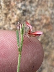 Indigofera leptocarpa