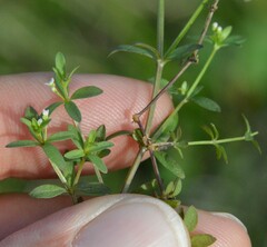 Galium tinctorium