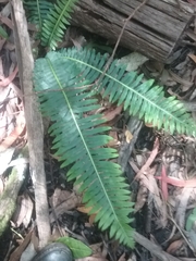 Blechnum nudum