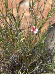 Indigofera leptocarpa