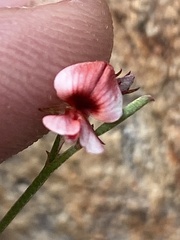 Indigofera leptocarpa