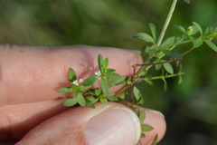 Galium tinctorium