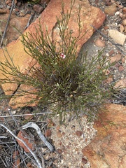 Indigofera leptocarpa