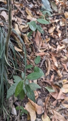 Gymnema sylvestre, photograph Cheng-Te Hsu, CC BY, iNaturalist via GBIF