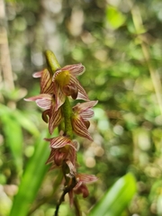 Bulbophyllum pachypus