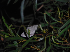 Crypsiphona tasmanica