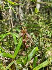 Bulbophyllum pachypus
