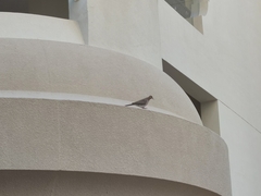 Streptopelia senegalensis