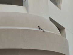 Streptopelia senegalensis