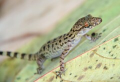 Cyrtodactylus