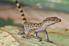 Cyrtodactylus
