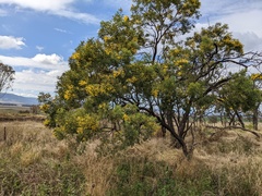 Acacia leucoclada