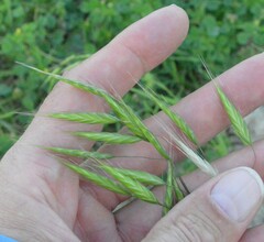 Bromus japonicus