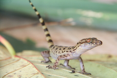 Cyrtodactylus