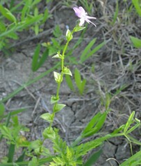 Triodanis