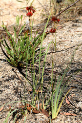 Haemodorum coccineum