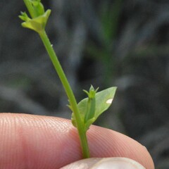 Triodanis
