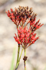 Haemodorum coccineum