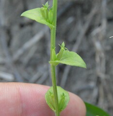 Triodanis