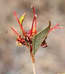 Haemodorum coccineum