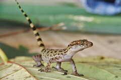 Cyrtodactylus