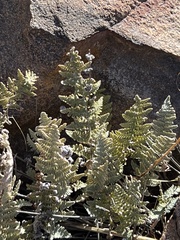 Myriopteris lindheimeri