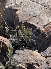 Myriopteris lindheimeri