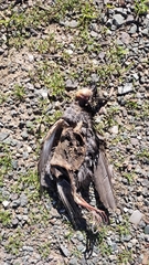 Sturnus vulgaris