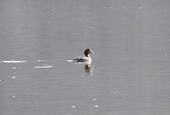 Bucephala