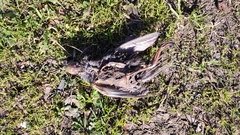 Sturnus vulgaris