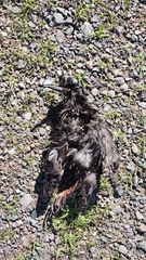 Sturnus vulgaris