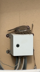 Streptopelia senegalensis