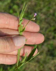 Lathyrus pusillus