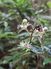 Gaertnera phyllostachya