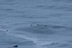 Melanitta perspicillata