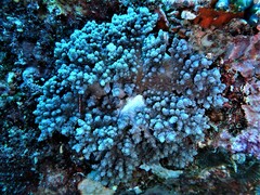 Eunephthya thyrsoidea
