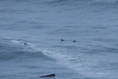 Melanitta perspicillata