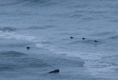 Melanitta perspicillata