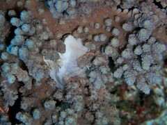 Eunephthya thyrsoidea