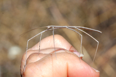 Sipyloidea larryi