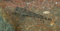 Blennodon dorsalis