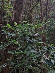 Gaertnera phyllostachya