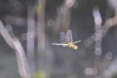 Hydrobasileus brevistylus