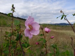 Rosa acicularis