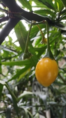 Solanum laciniatum