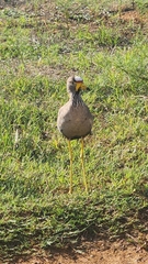 Vanellus senegallus lateralis