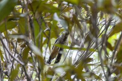 Cacomantis variolosus