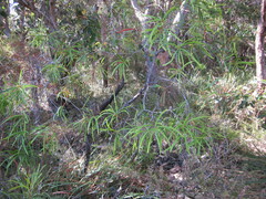 Persoonia longifolia