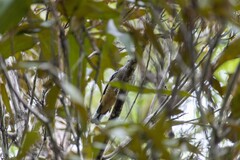 Cacomantis variolosus