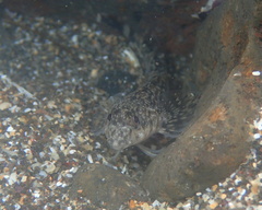 Blennodon dorsalis